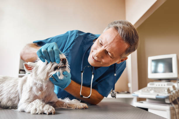 Best Emergency Dentist for Knocked-Out Tooth in Williamsburg, PA